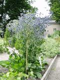 Eryngium planum